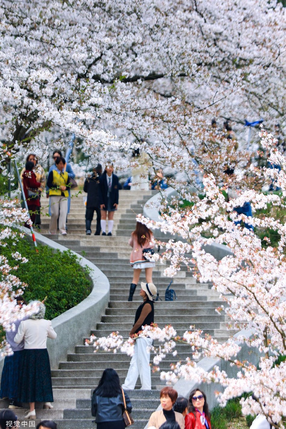 杭州：市民漫步“樱花阶梯”_高清图集