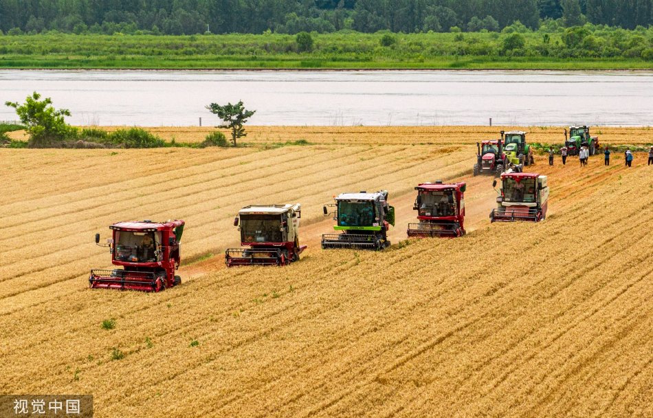 山西运城：340余万亩小麦进入收获期 农民抢抓时节收割_高清图集
