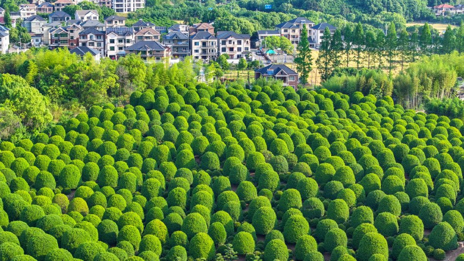 杭州：万棵桂花树圆润整齐 似绿色绒球铺满大地_高清图集