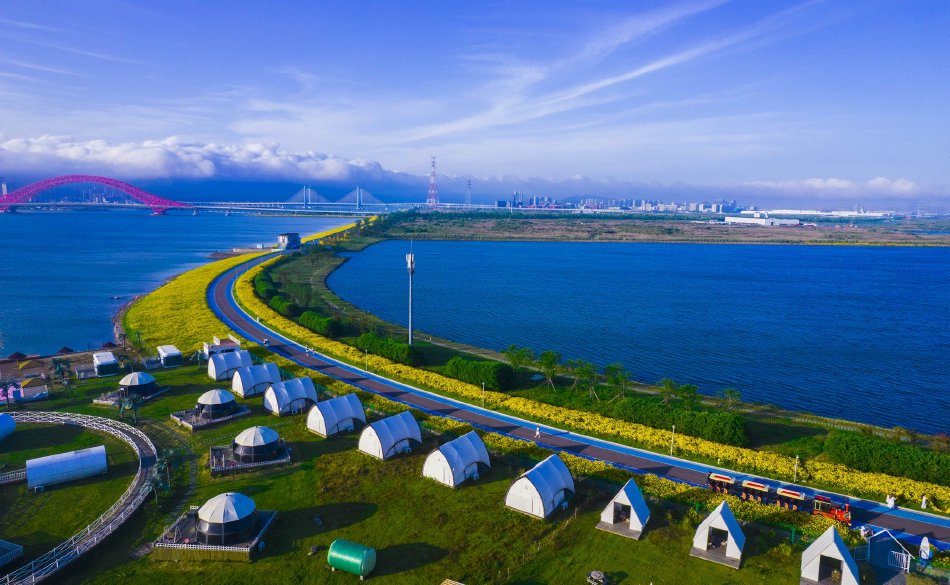 一半花海一半水 浙江宁波梅山湾百亩大滨菊迎来盛花期_高清图集