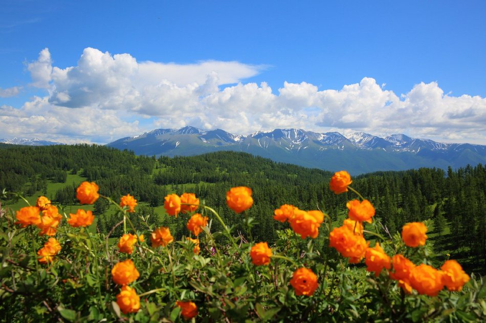 新疆阿勒泰夏牧场山花烂漫_高清图集