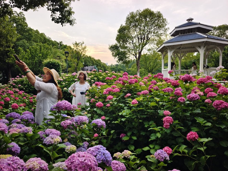 武汉沙湖公园绣球花盛放 游人徜徉花海_高清图集