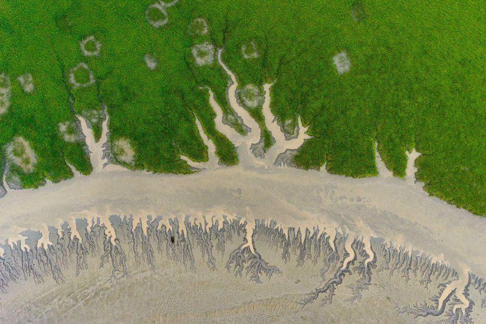 浙江嘉兴：钱塘江滩涂“潮汐树”虬枝纵横_高清图集
