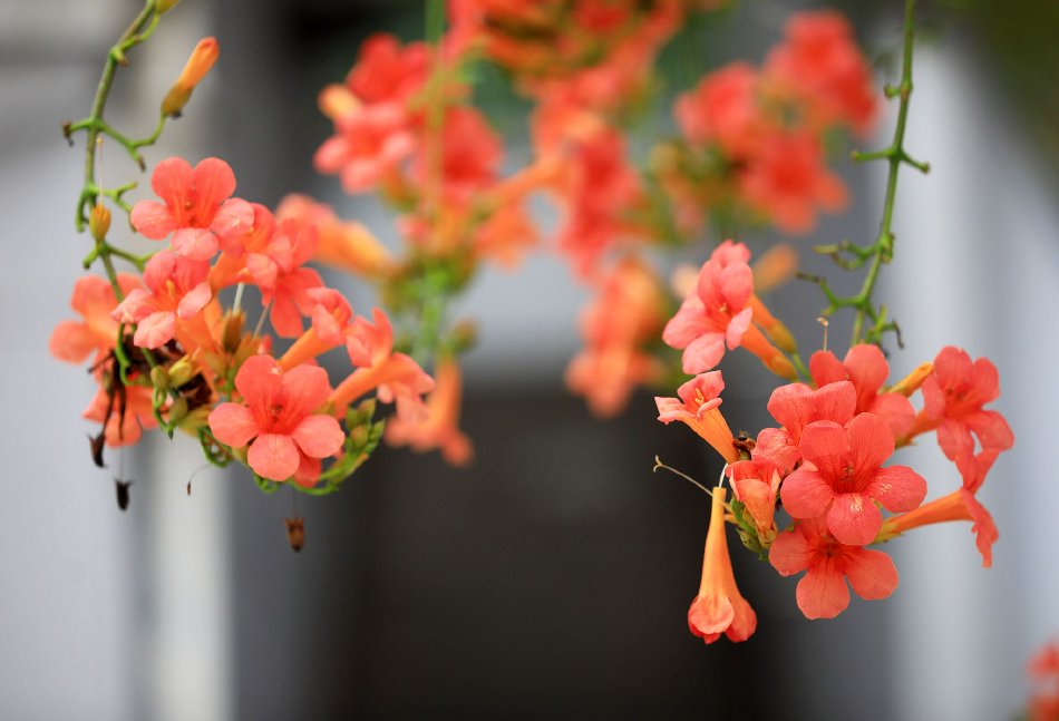 江苏淮安：凌霄花开满枝头_高清图集