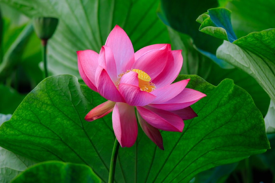 昆明大观楼荷塘“壁纸”上新 粉花绿叶扮靓夏日_高清图集