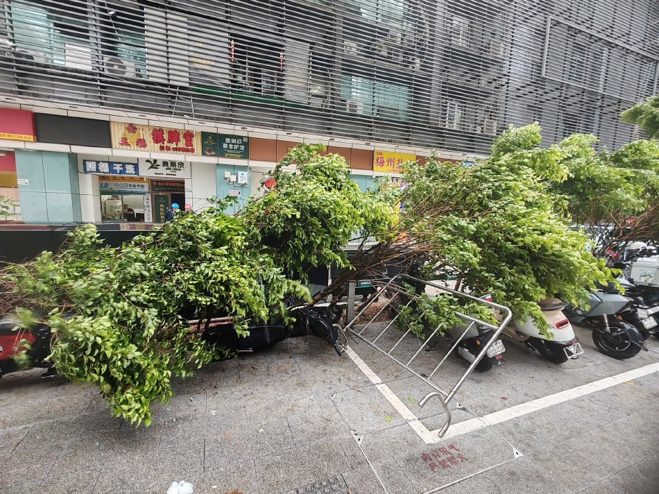 深圳受台风“韦帕”影响 街头出现树木倒伏_高清图集