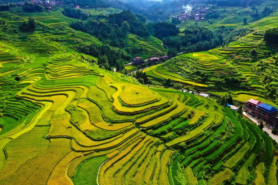 广西柳州：秋染梯田“丰”景绚丽_高清图集