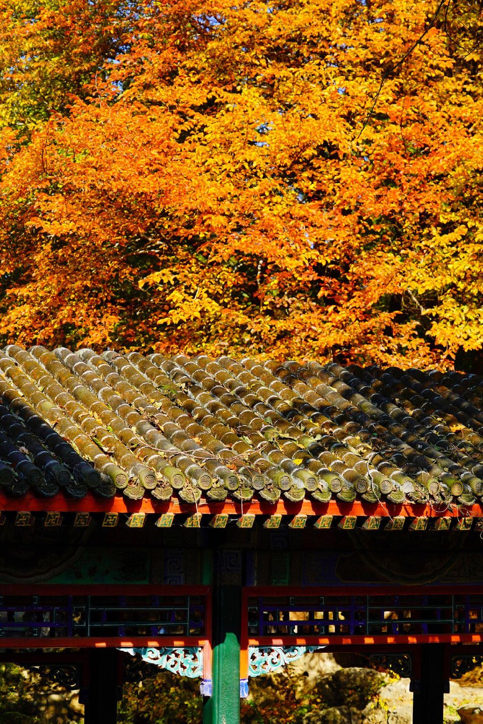 北京：颐和园秋日彩叶斑斓_高清图集